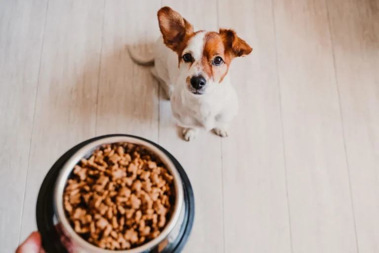 croquettes pour chien sans cereales quels bienfaits
