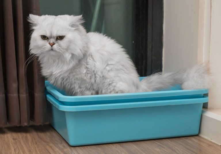 habituer un chat à sa nouvelle litière
